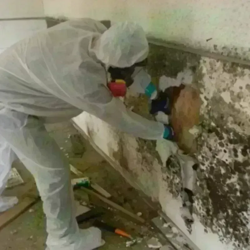 Mold Remediation and Removal in Goodwell, OK